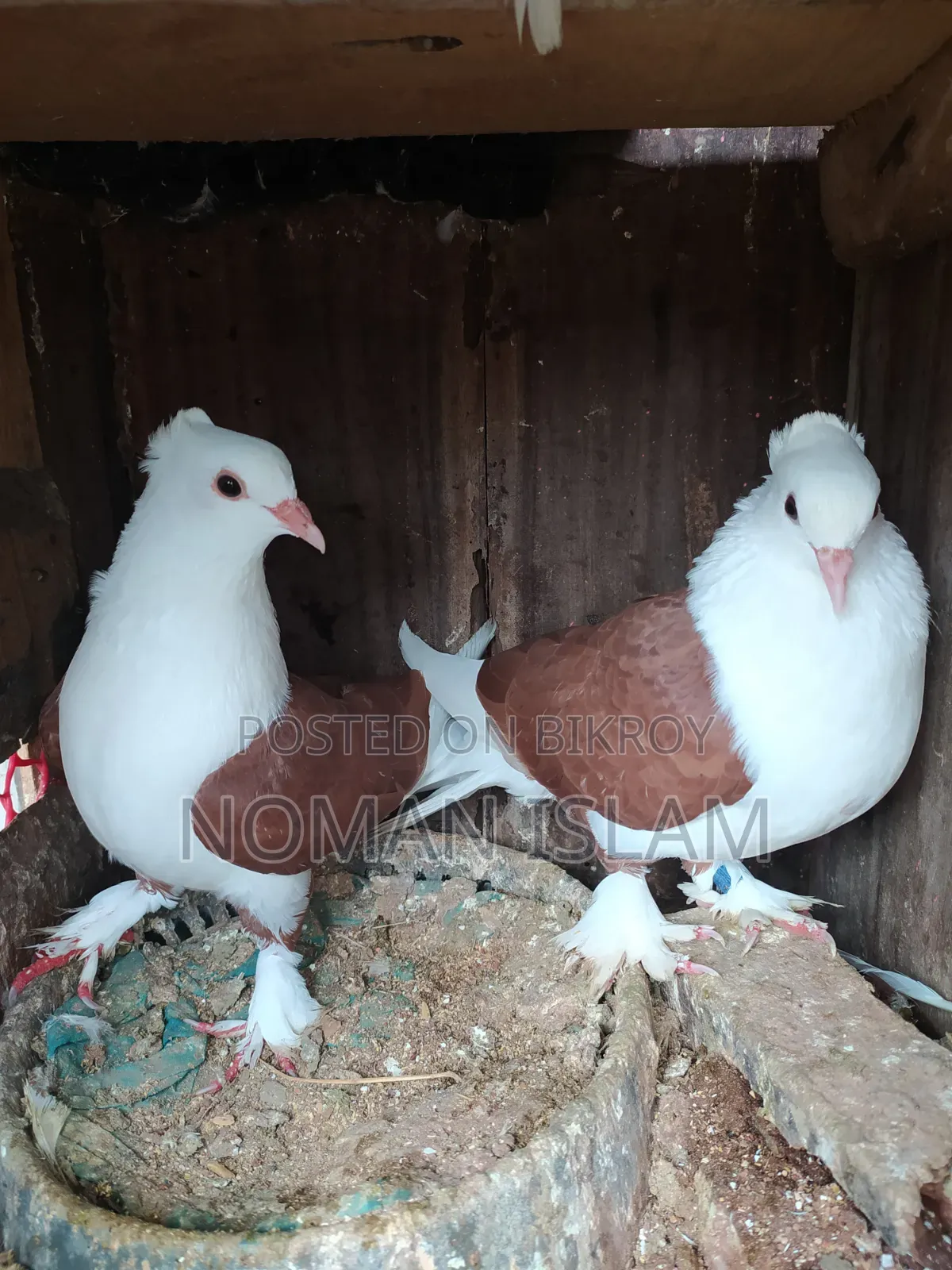 One Pair of Red Raj Golla Pigeons for Sale