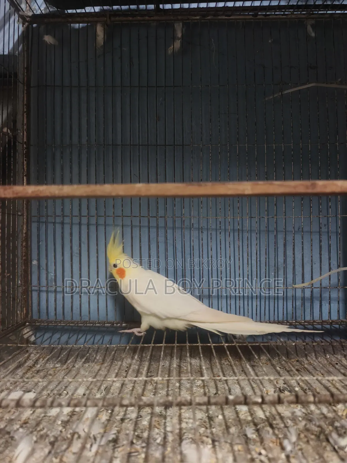 Cockatiel Male