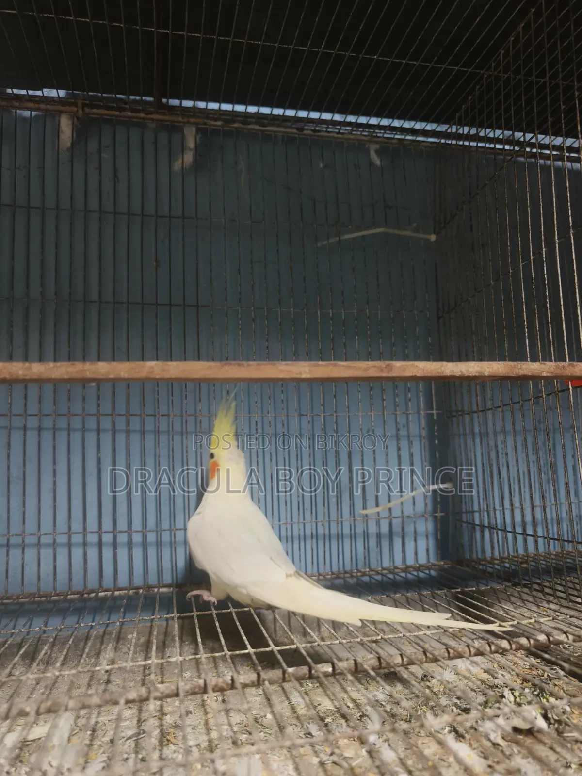Cockatiel Male