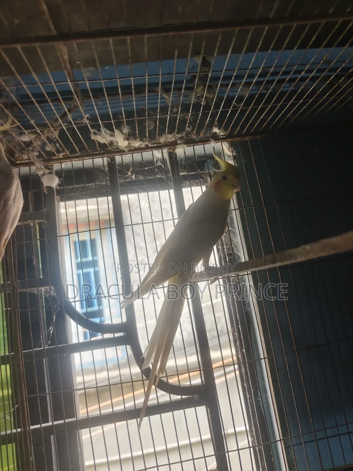 Cockatiel Male