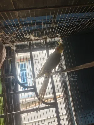 Cockatiel Male