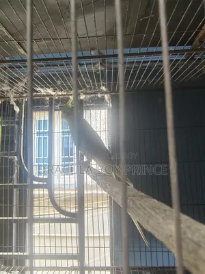 Cockatiel Male