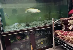 Large size aquarium for sale