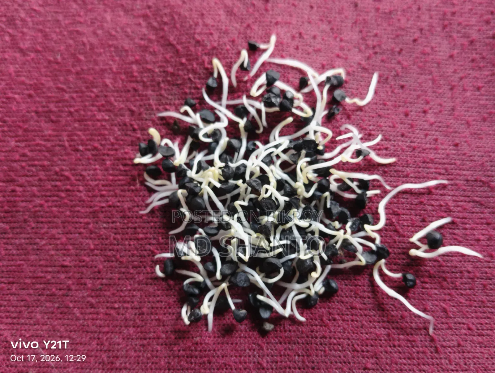 Onion Seed (Metal Onion Seed)