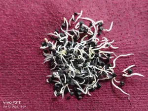 Onion Seed (Metal Onion Seed)