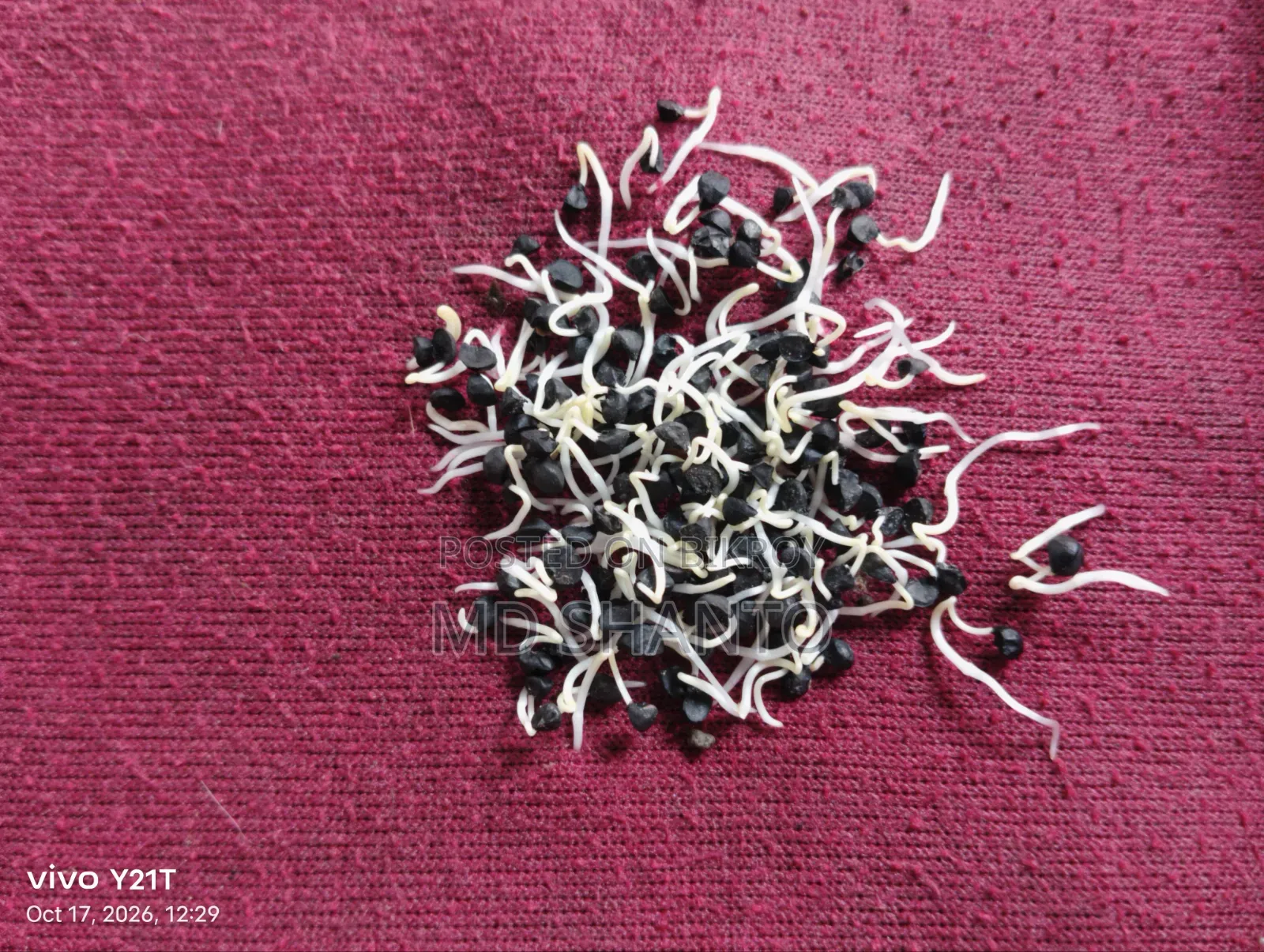 Onion Seed (Metal Onion Seed)