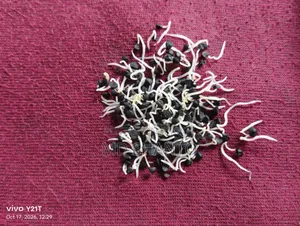 Onion Seed (Metal Onion Seed)