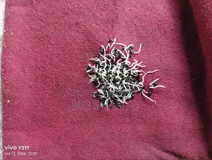 Onion Seed (Metal Onion Seed)