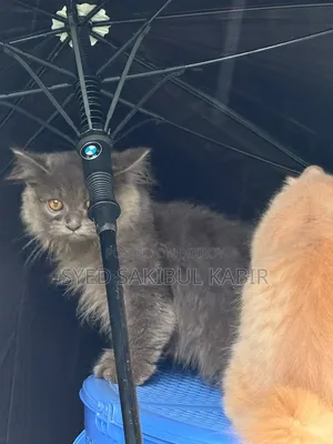 ১-৩ মাসের মেল পিওরব্রেড পার্সিয়ান