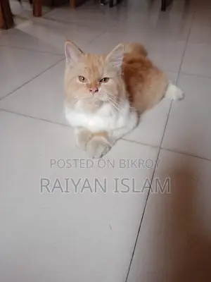 ৩-৬ মাসের মেয়ে পার্সিয়ান বিড়াল