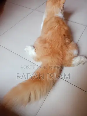 ৩-৬ মাসের মেয়ে পার্সিয়ান বিড়াল