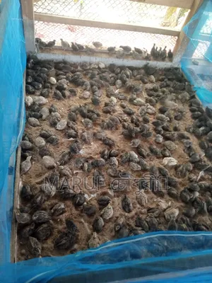 Quail bird for sale