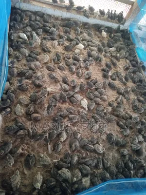 কোয়েল পাখি বিক্রয়