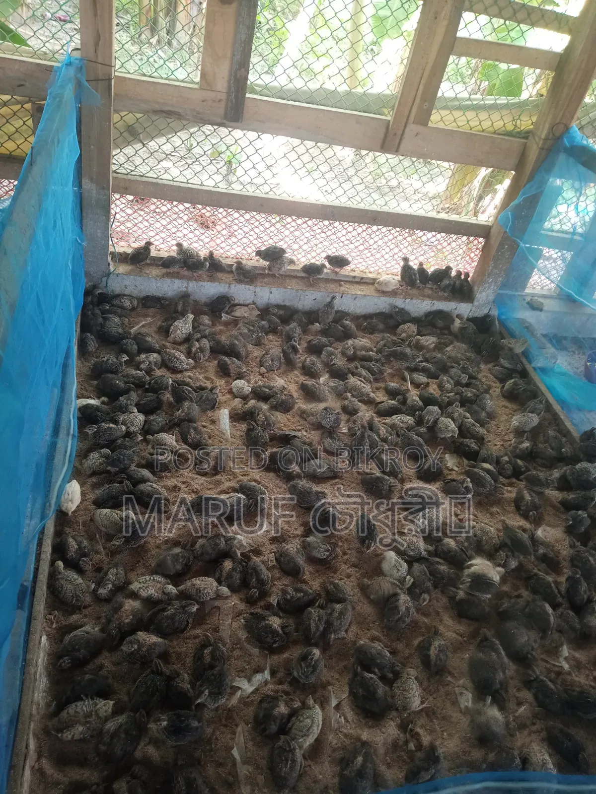 কোয়েল পাখি বিক্রয়