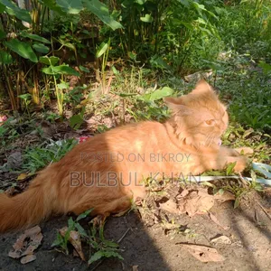 ১+ বছরের ফিমেল পিওরব্রেড পার্সিয়ান