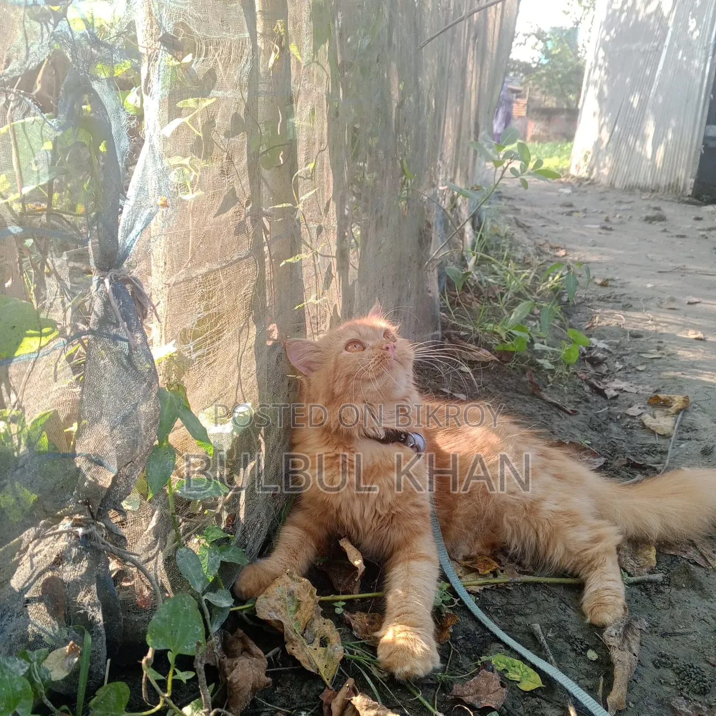 ১+ বছরের ফিমেল পিওরব্রেড পার্সিয়ান