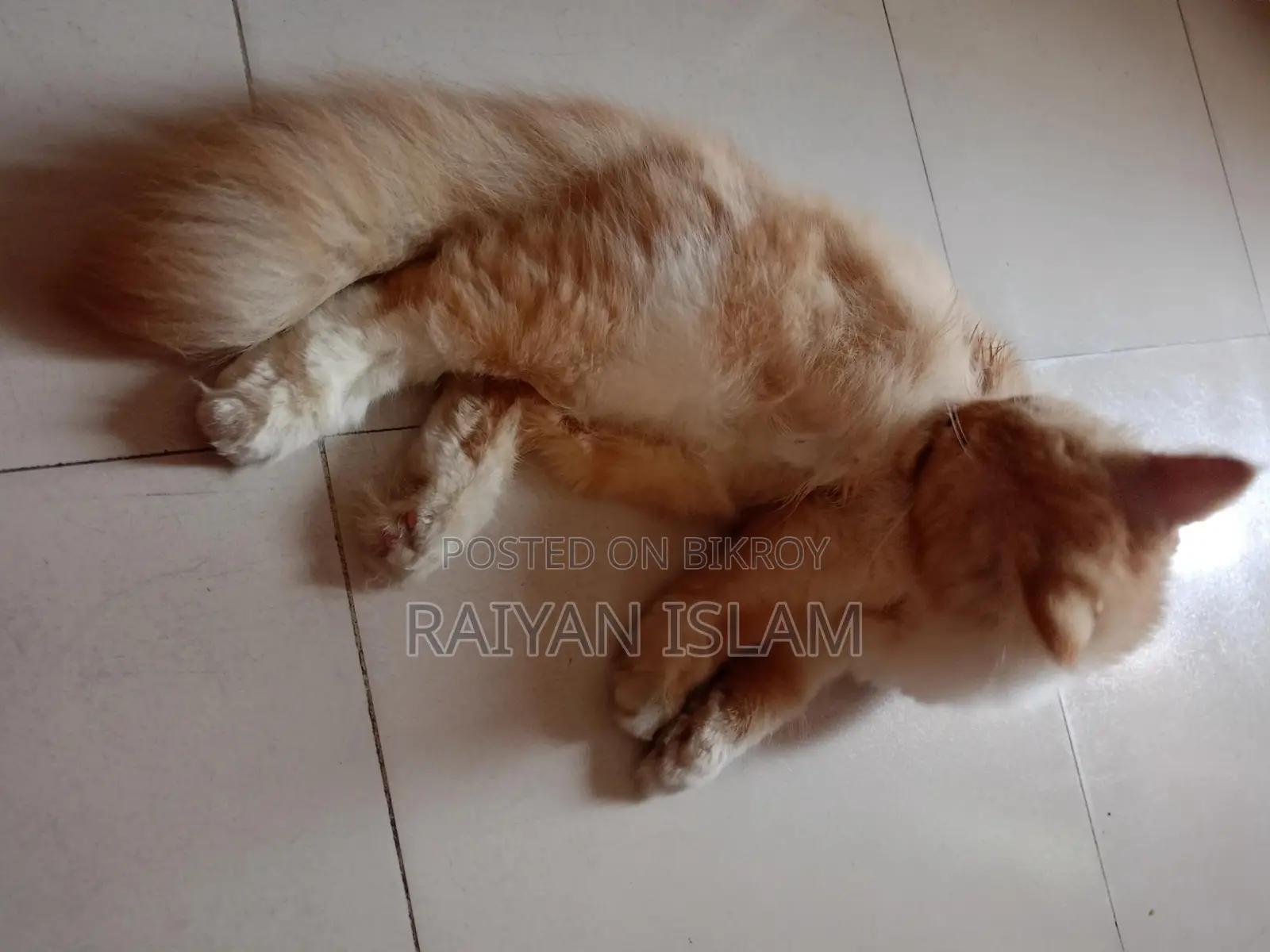 ৩-৬ মাসের মেয়ে পার্সিয়ান বিড়াল