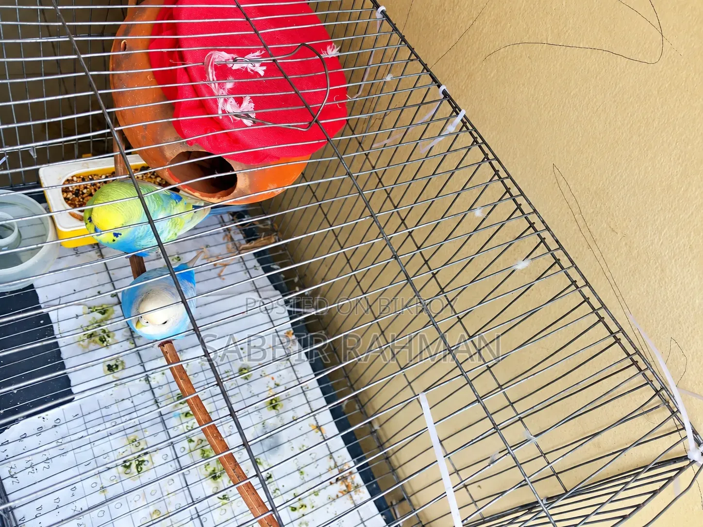 Budgerigar Bird for Sale