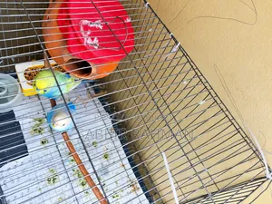 Budgerigar Bird for Sale