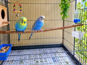 Budgerigar Bird for Sale