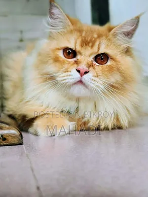 6-12 months Male Purebred Persian