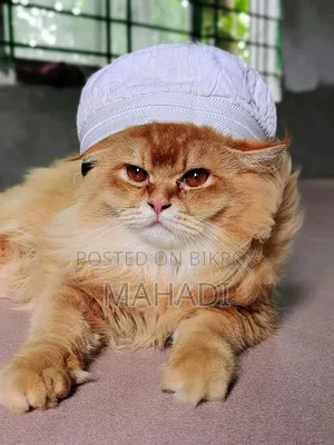6-12 months Male Purebred Persian