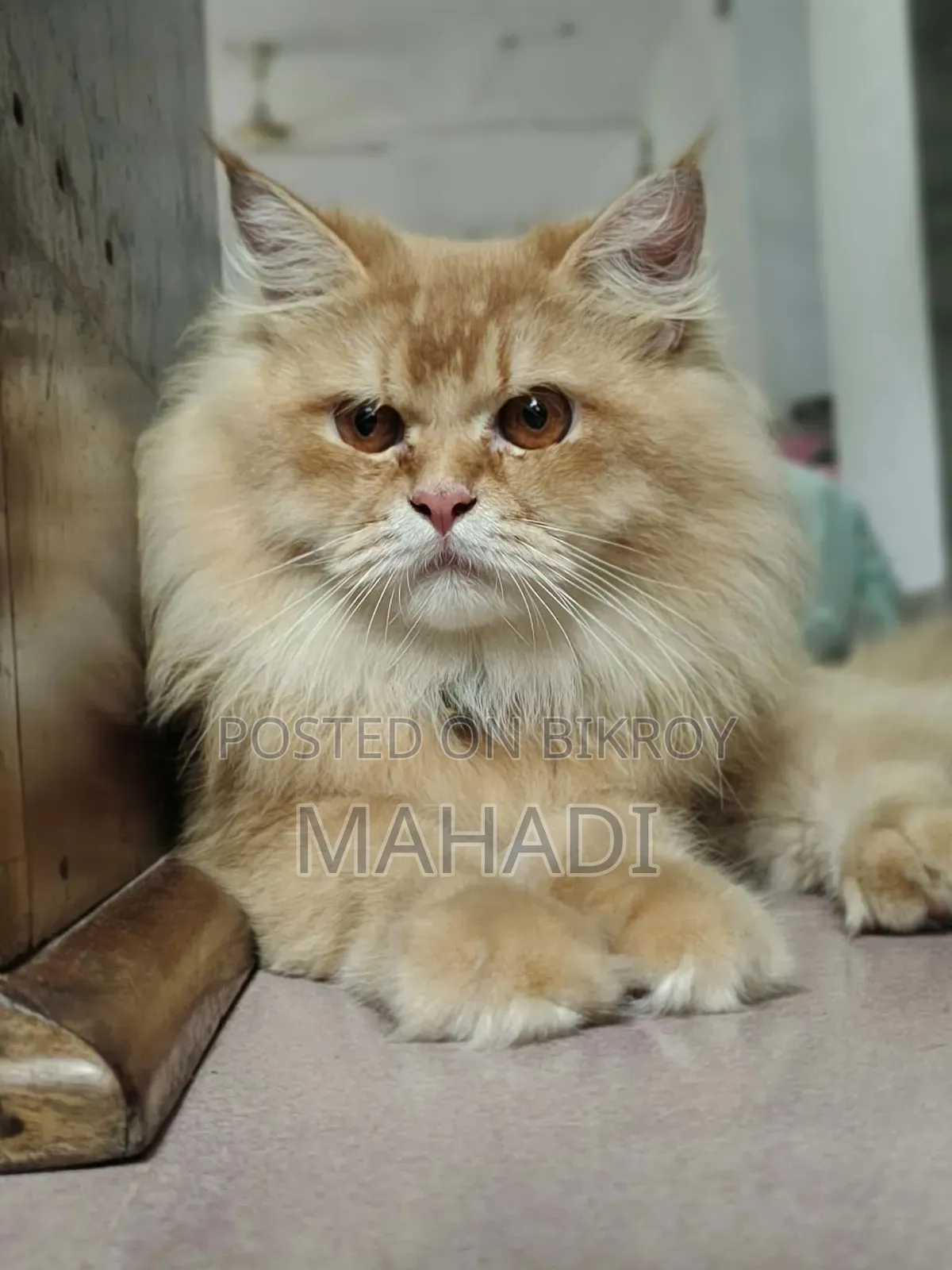 6-12 months Male Purebred Persian