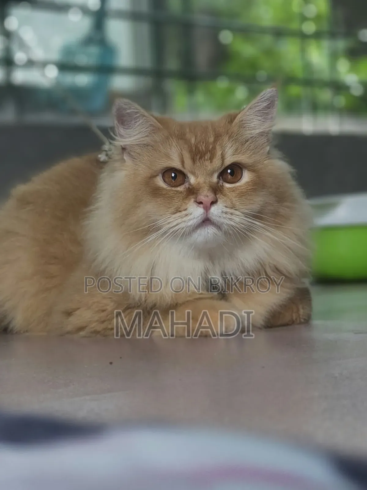 6-12 months Male Purebred Persian