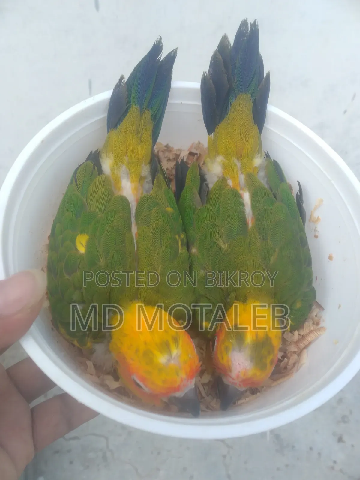 Sun Conure Baby
