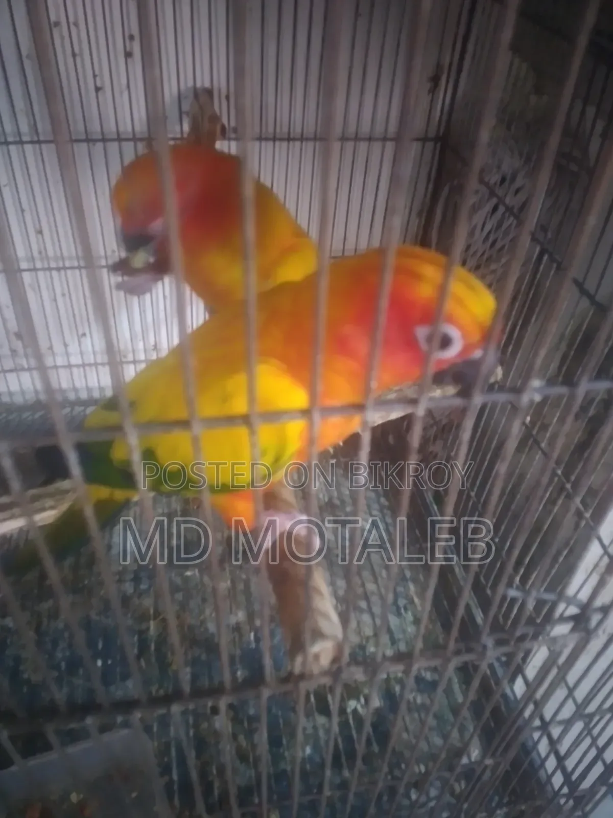 Sun Conure Baby