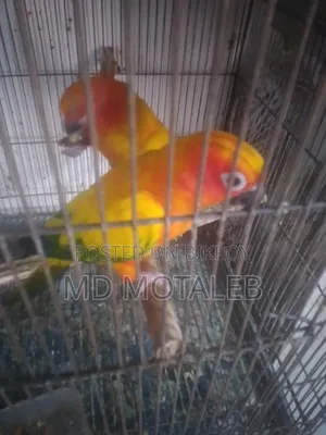 Sun Conure Baby