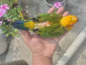 Sun Conure Baby