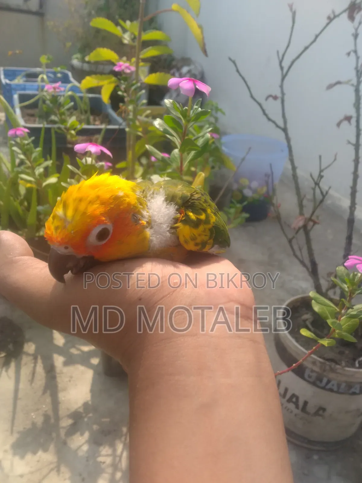 Sun Conure Baby