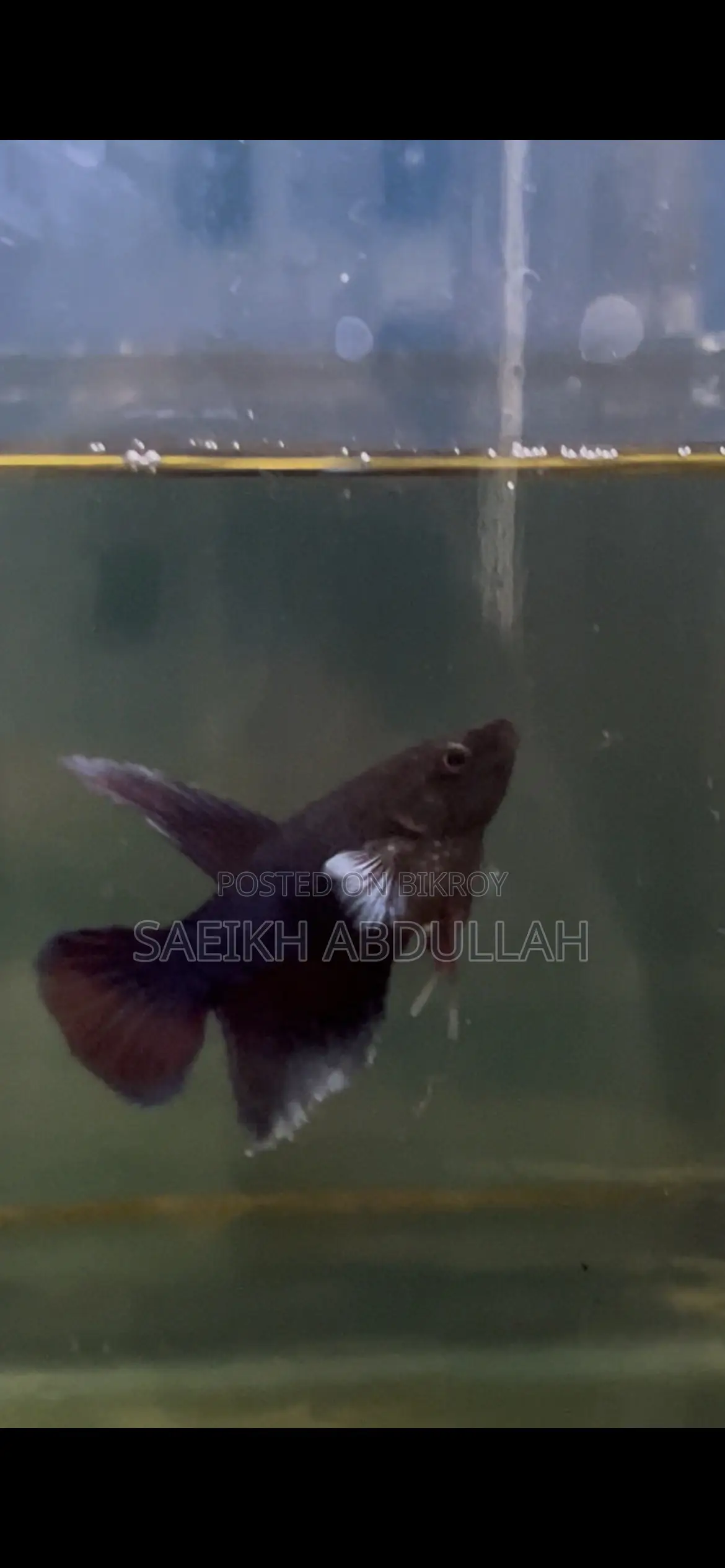 লোডড ডাম্বো ইয়ার হাফমুন ফিমেল বেটা ফিশ