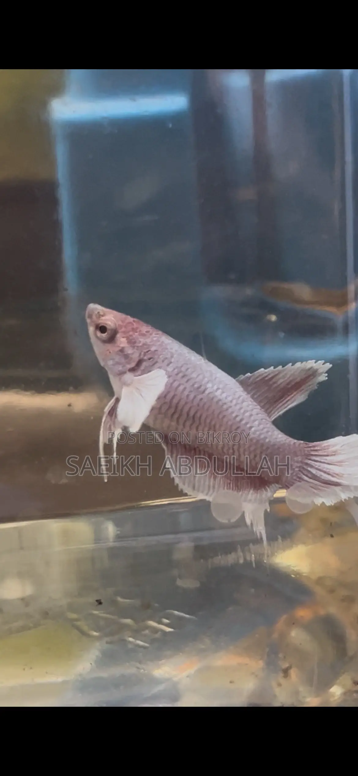 লোডড ডাম্বো ইয়ার হাফমুন ফিমেল বেটা ফিশ