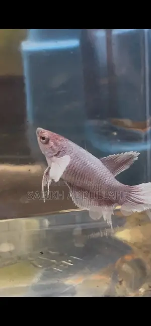 লোডড ডাম্বো ইয়ার হাফমুন ফিমেল বেটা ফিশ