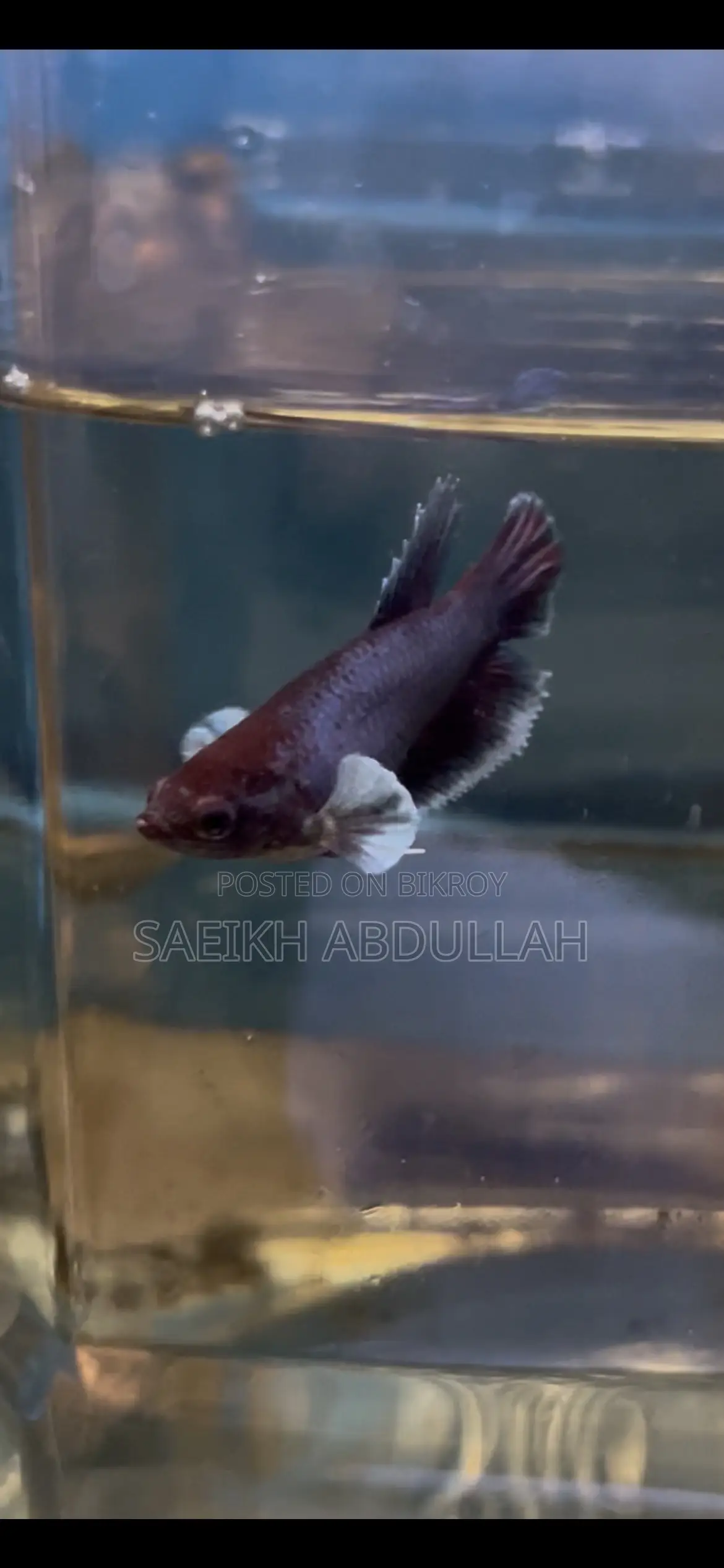 লোডড ডাম্বো ইয়ার হাফমুন ফিমেল বেটা ফিশ