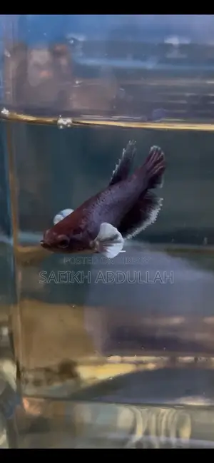 লোডড ডাম্বো ইয়ার হাফমুন ফিমেল বেটা ফিশ