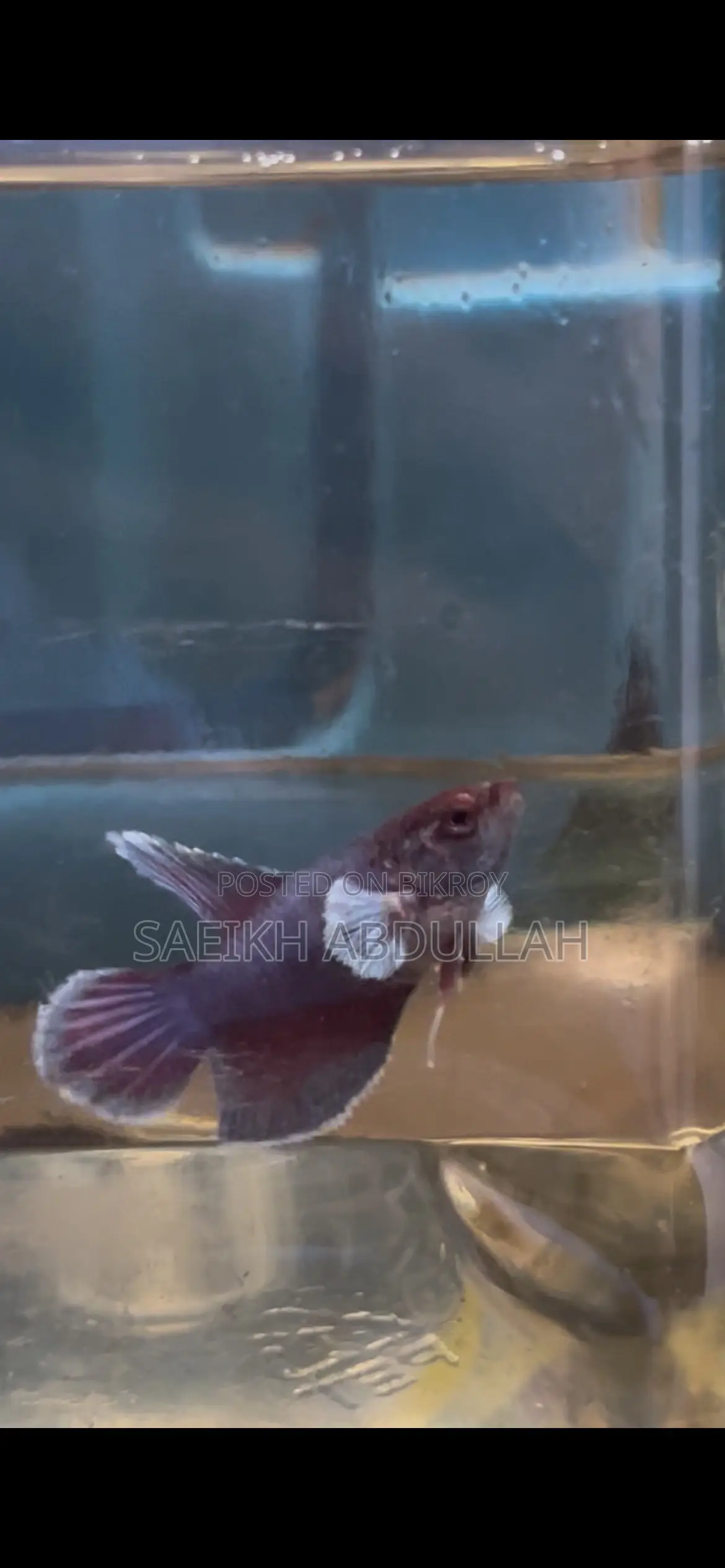 লোডড ডাম্বো ইয়ার হাফমুন ফিমেল বেটা ফিশ