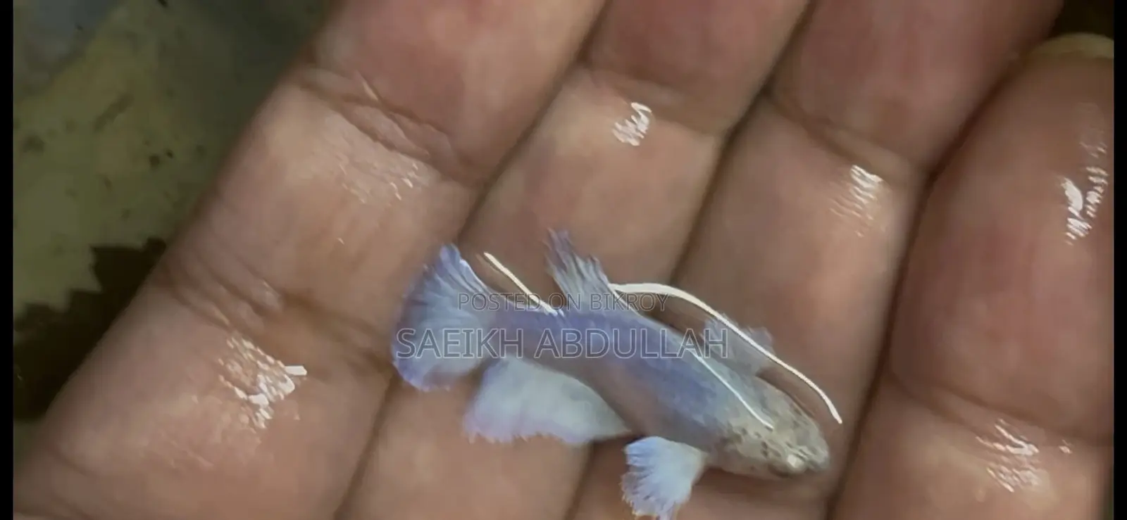 লোডড ডাম্বো ইয়ার হাফমুন ফিমেল বেটা ফিশ