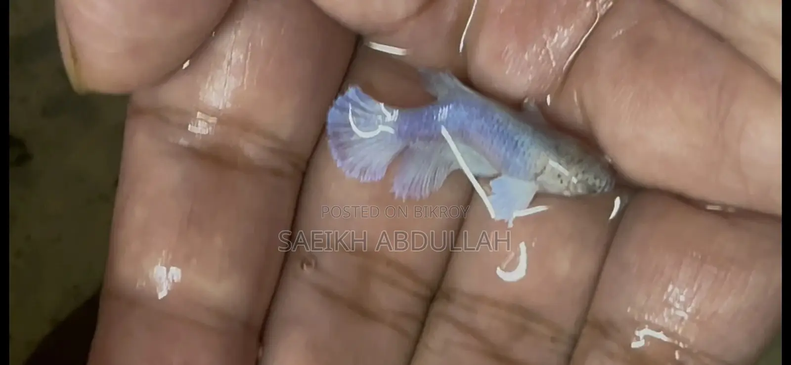 লোডড ডাম্বো ইয়ার হাফমুন ফিমেল বেটা ফিশ