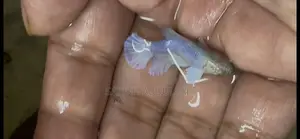 লোডড ডাম্বো ইয়ার হাফমুন ফিমেল বেটা ফিশ