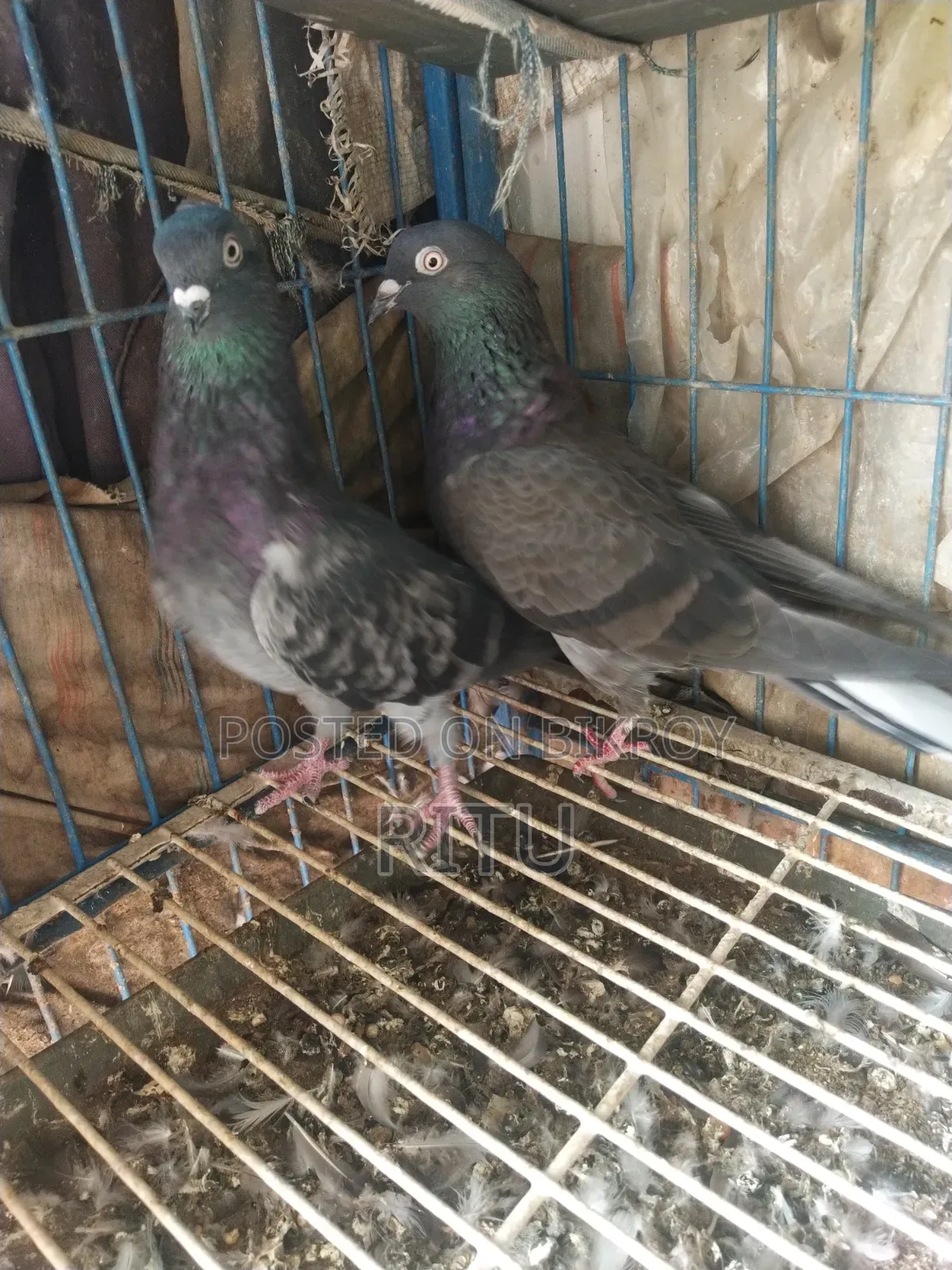 Golla Pigeon Pair