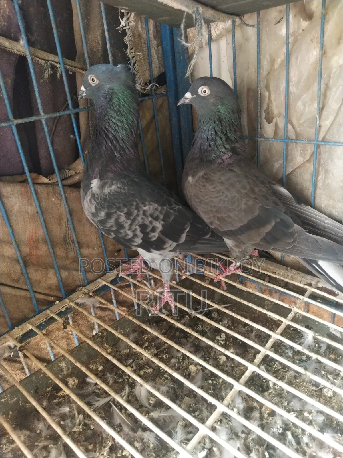 Golla Pigeon Pair