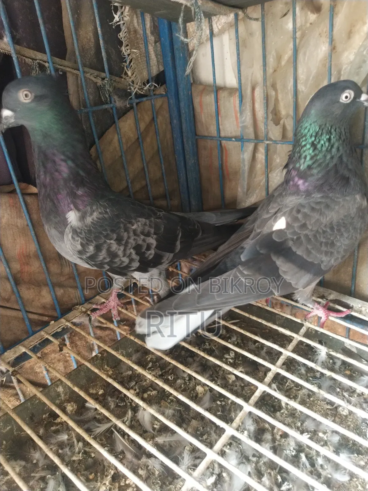 Golla Pigeon Pair