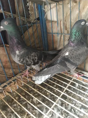 Golla Pigeon Pair