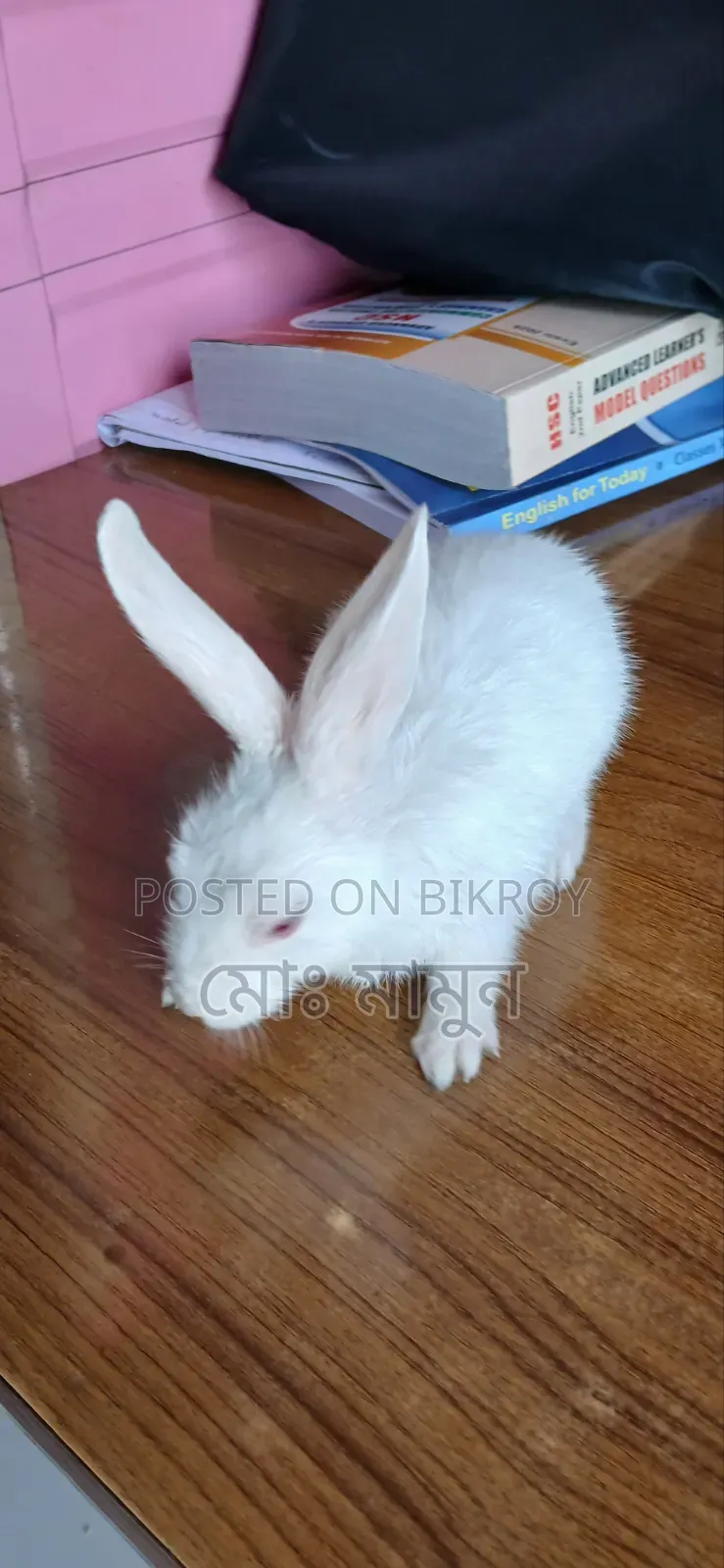 একটি খরগোশের বাচ্চা বিক্রি হবে বয়স চার মাস