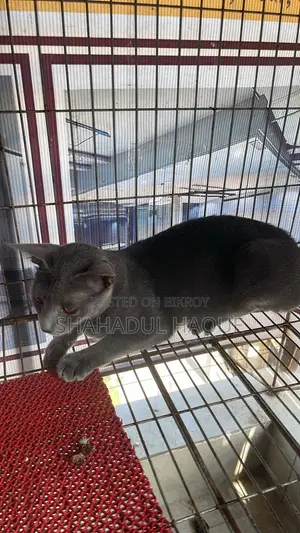 ৬-১২ মাসের ফিমেল পিউরব্রেড রাশিয়ান ব্লু