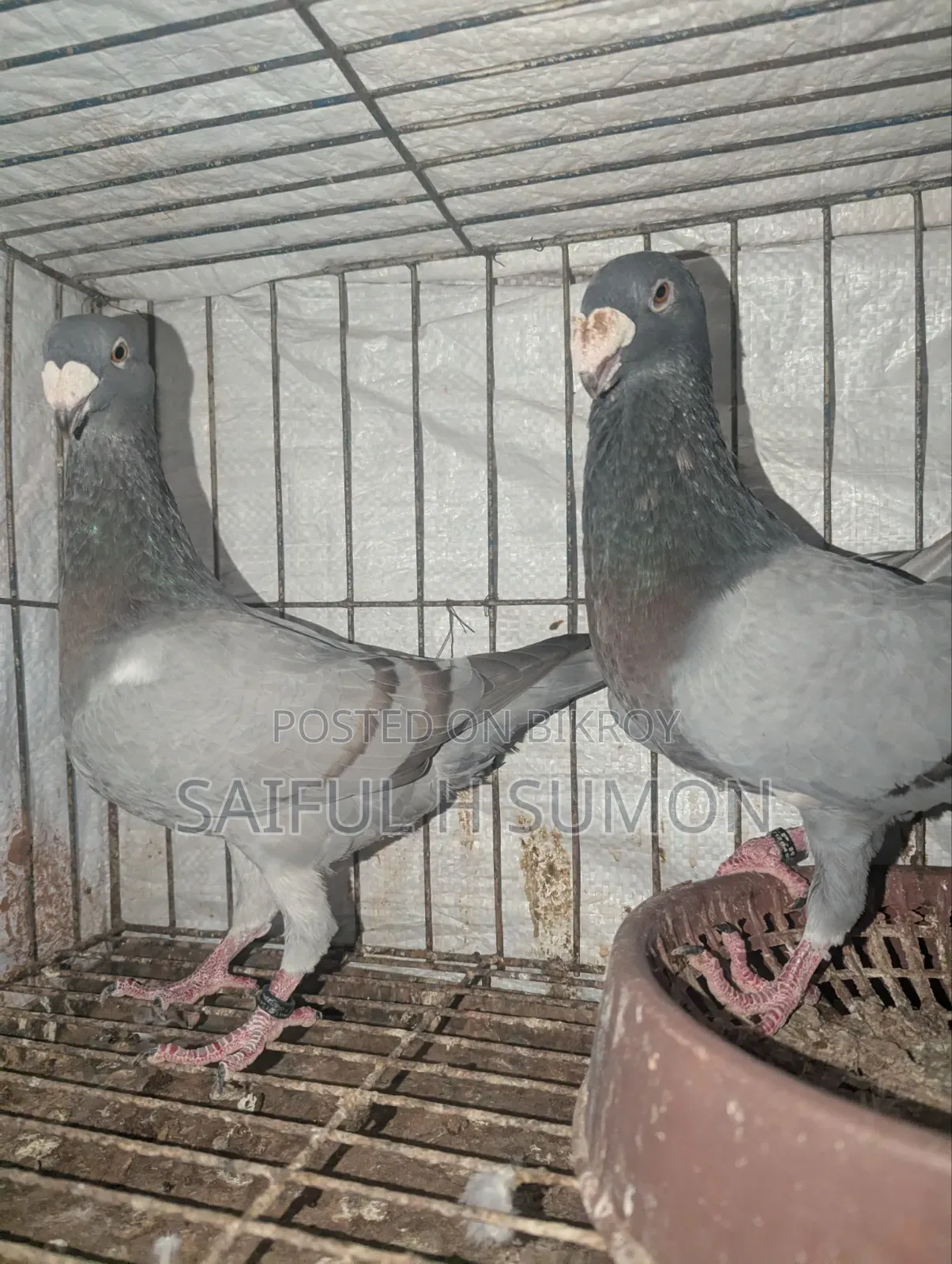 Bulgarian Beauty Pigeon for Sale