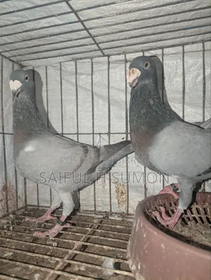 Bulgarian Beauty Pigeon for Sale